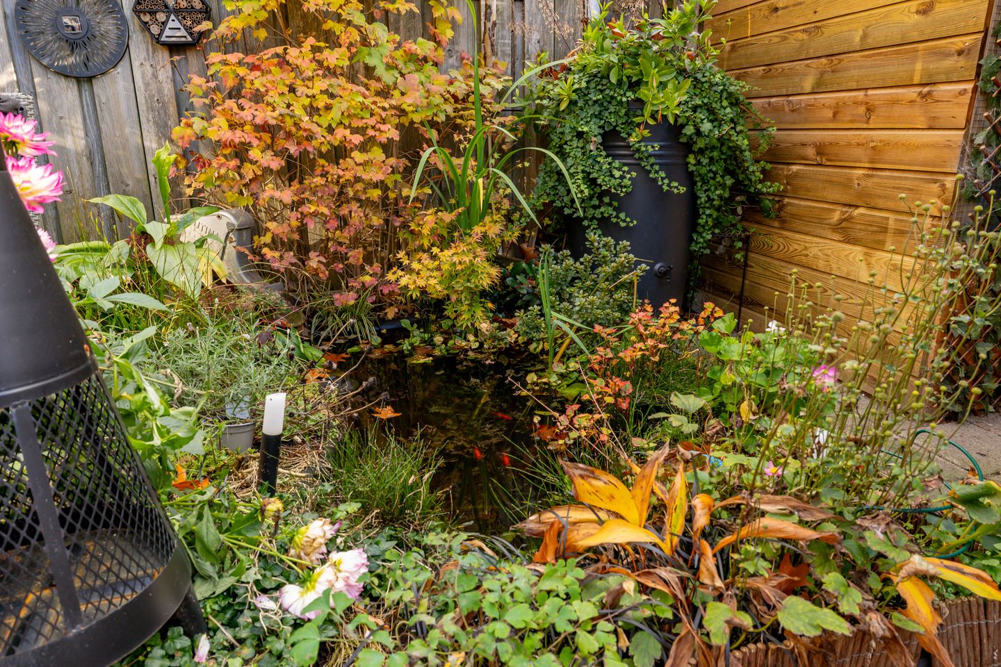 Foto 50 van Saturnus 72