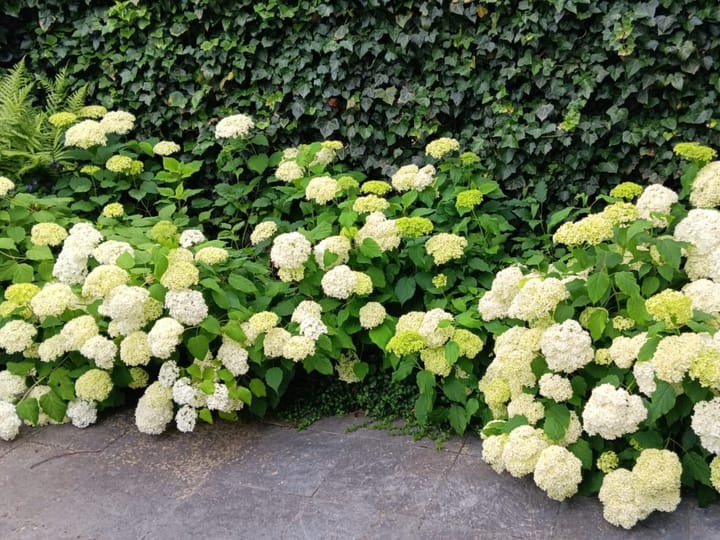 Foto 31 van Puccinistraat 14