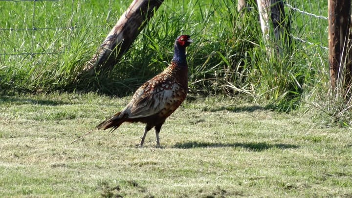 Photo 63 of 't Woudt 21