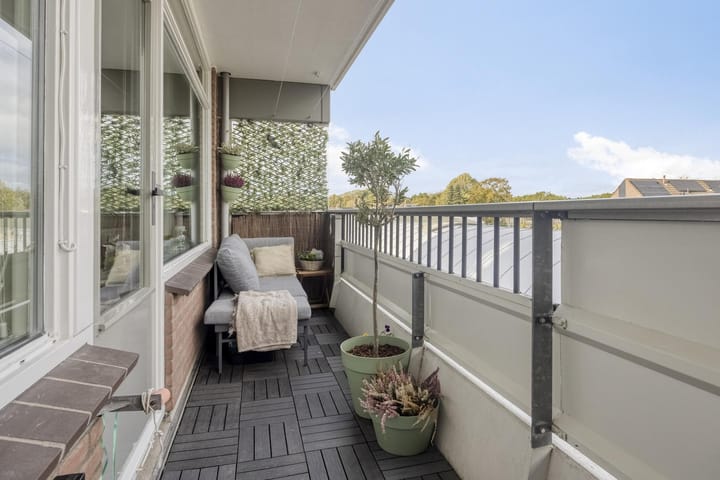 Foto 15 van Penningkruid 12