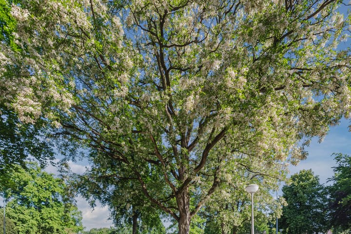 Foto 54 van Esdoornhof 2-B