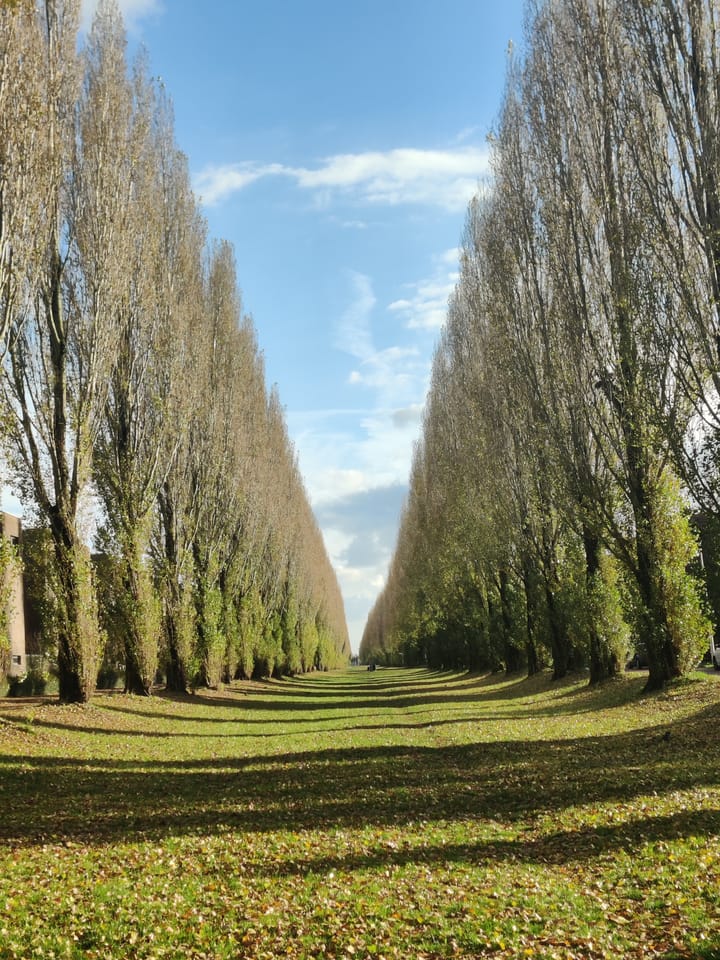 Photo 34 of Leo Fallplantsoen 42