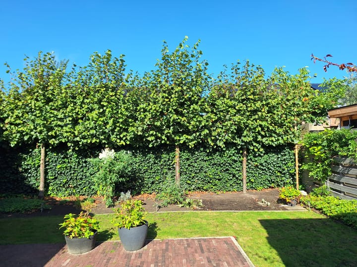 Foto 25 van Wilgenlaan 34