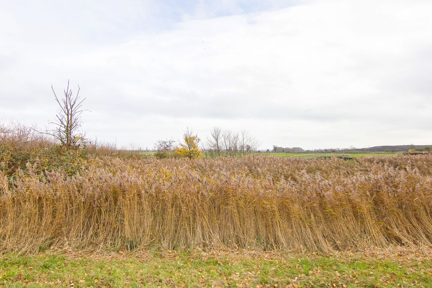 Foto 34 van Batavierenplantsoen 24