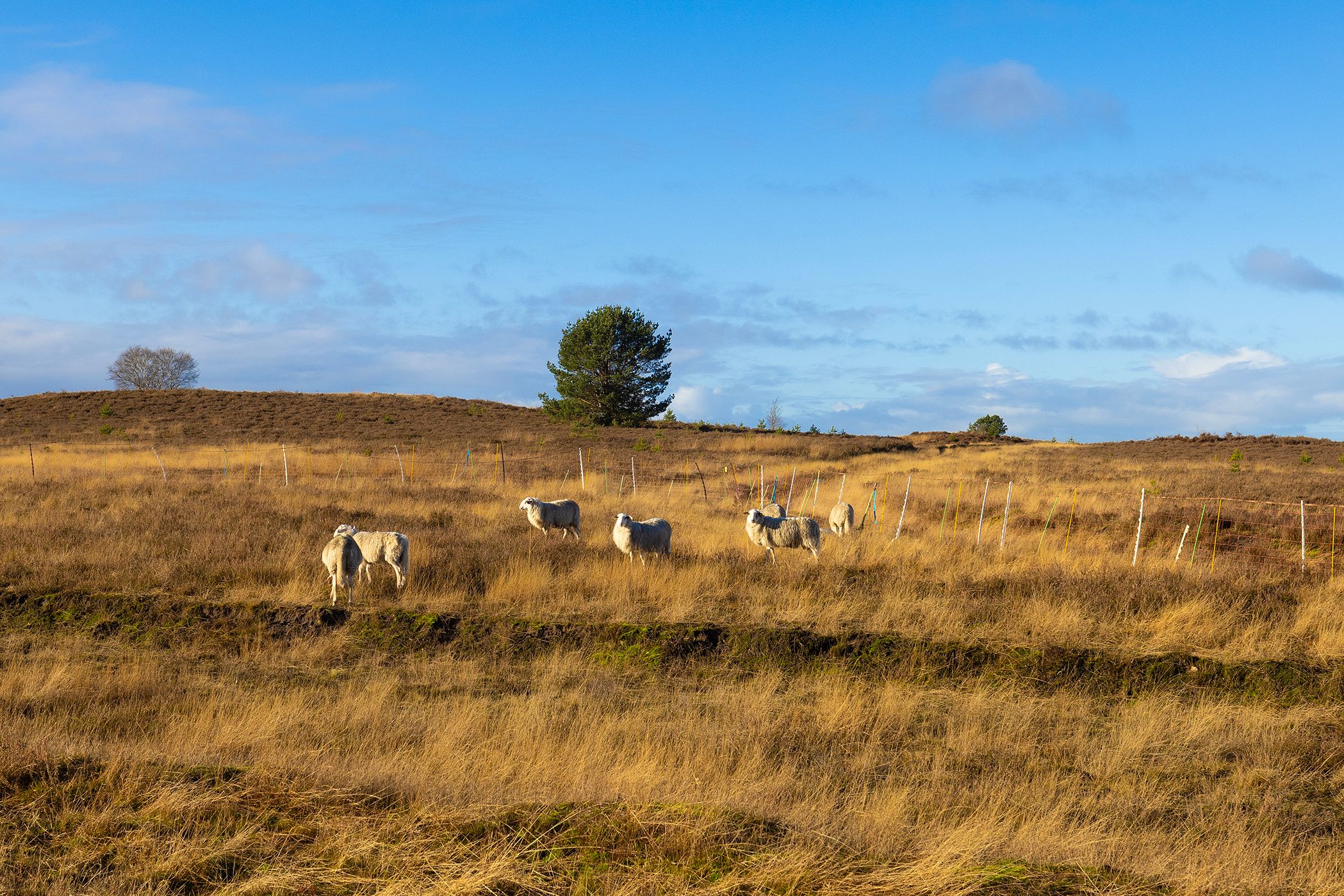 Foto 66 van Elspeterbosweg 106