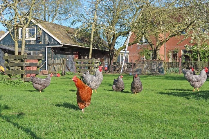 Foto 3 van Wedzebuorren 51