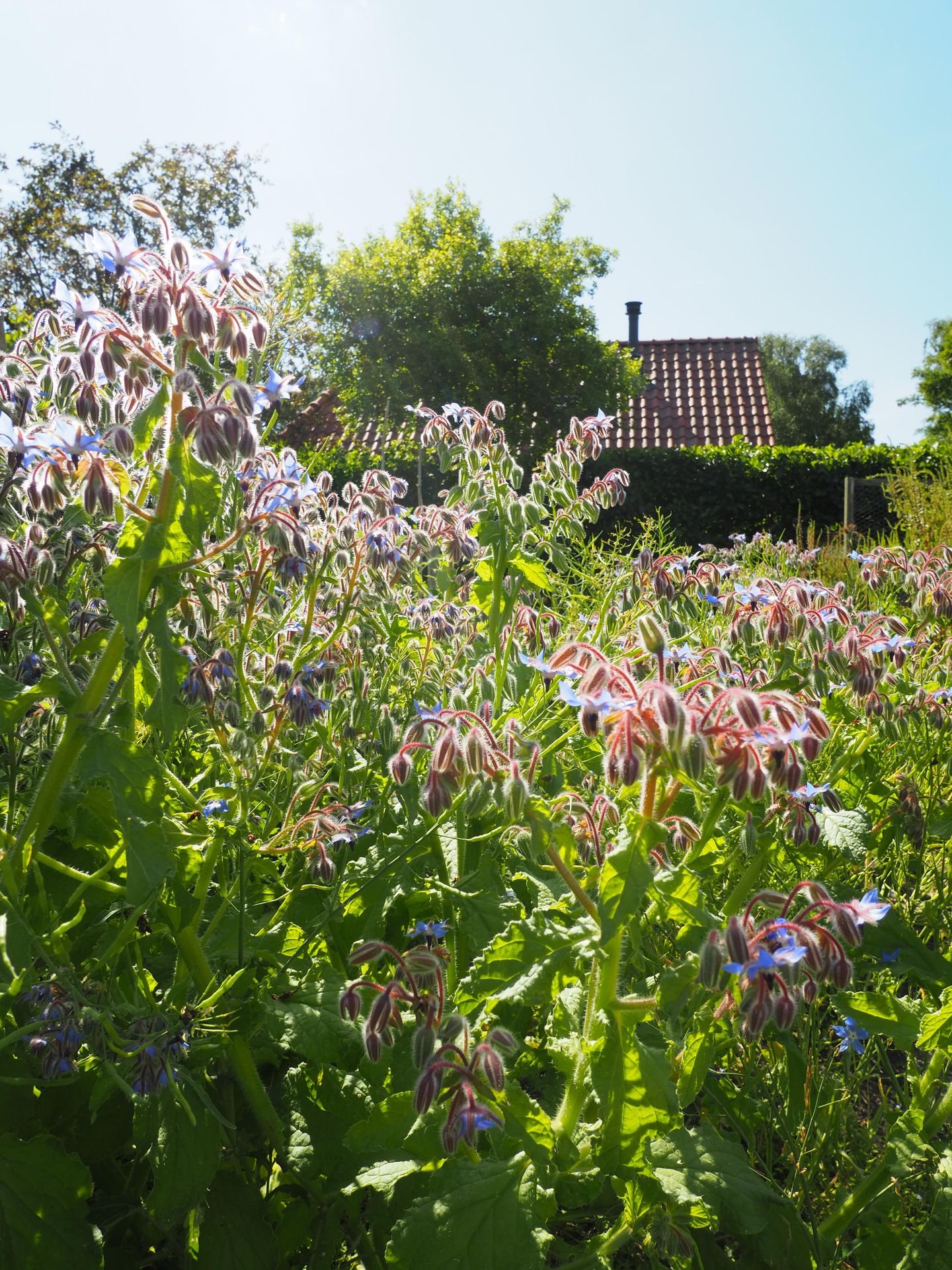 Foto 10 van Hege Buorren 21