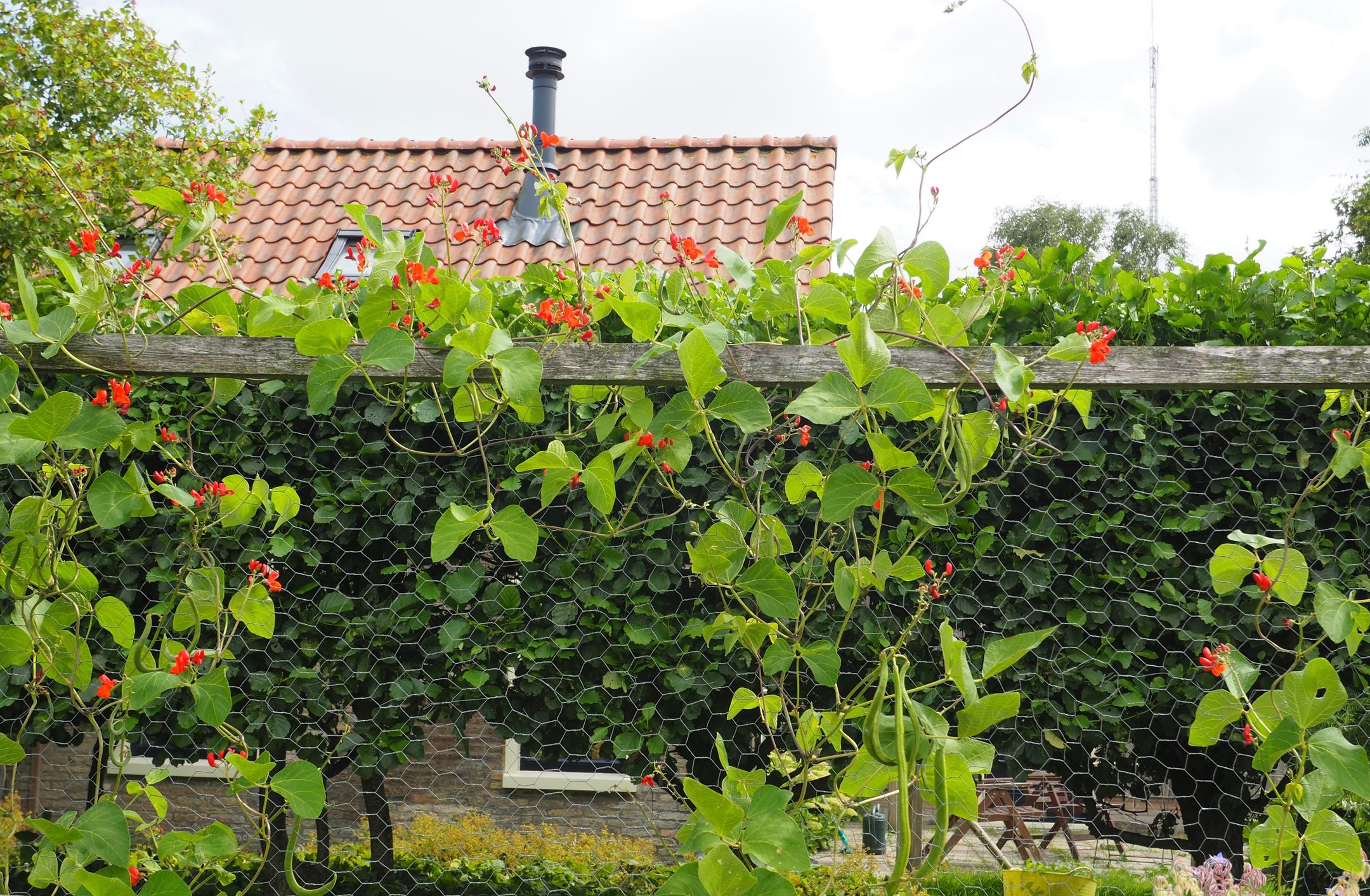 Foto 18 van Hege Buorren 21