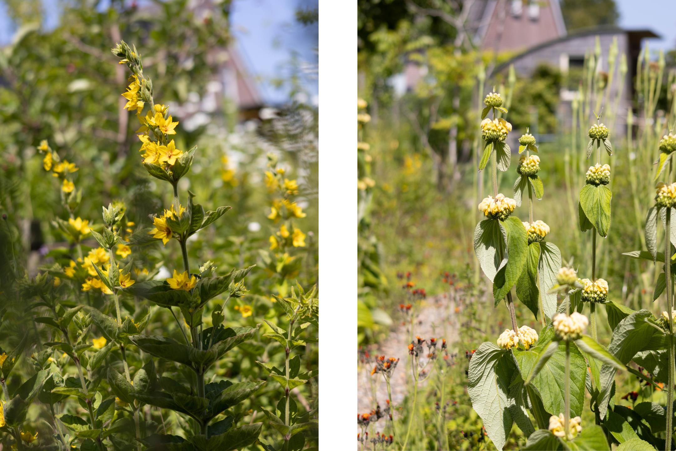 Foto 48 van Hege Buorren 21