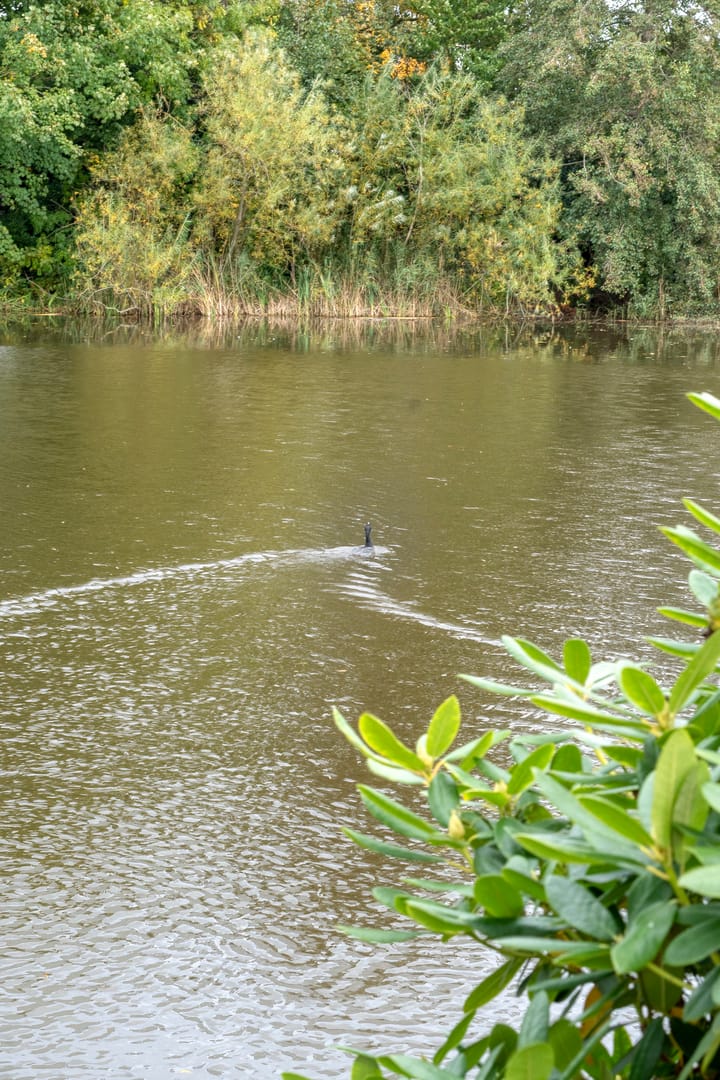 Foto 59 van Vijverlaan 15