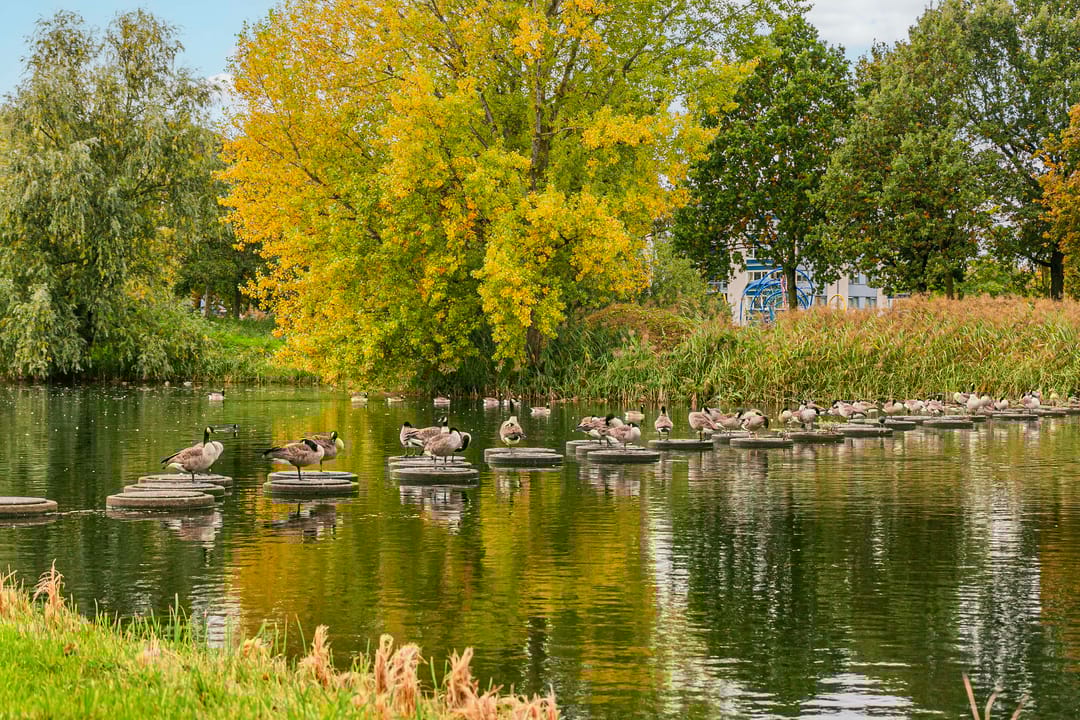 Photo 28 of Poortersdreef 71