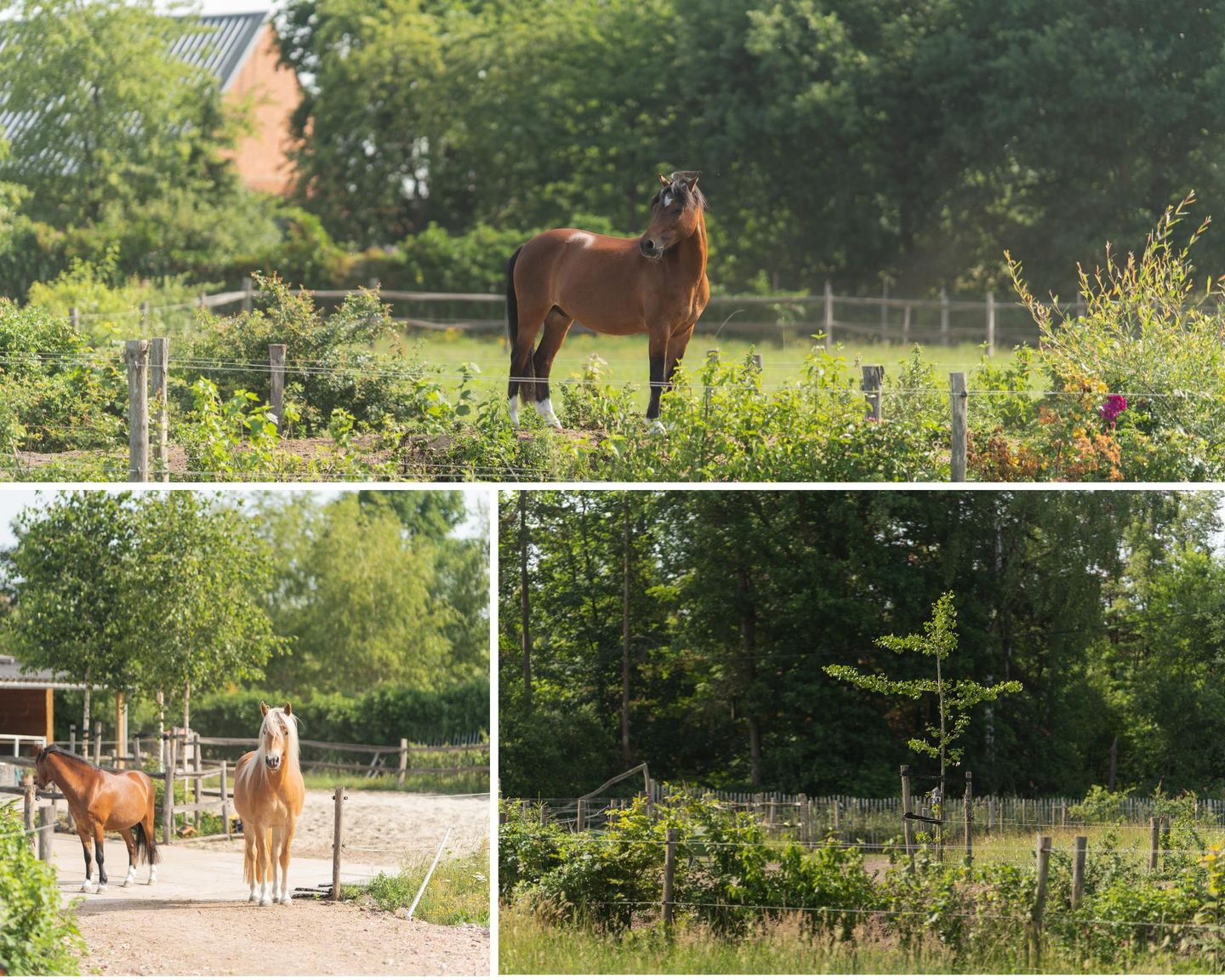 Photo 50 of Julianastraat 81