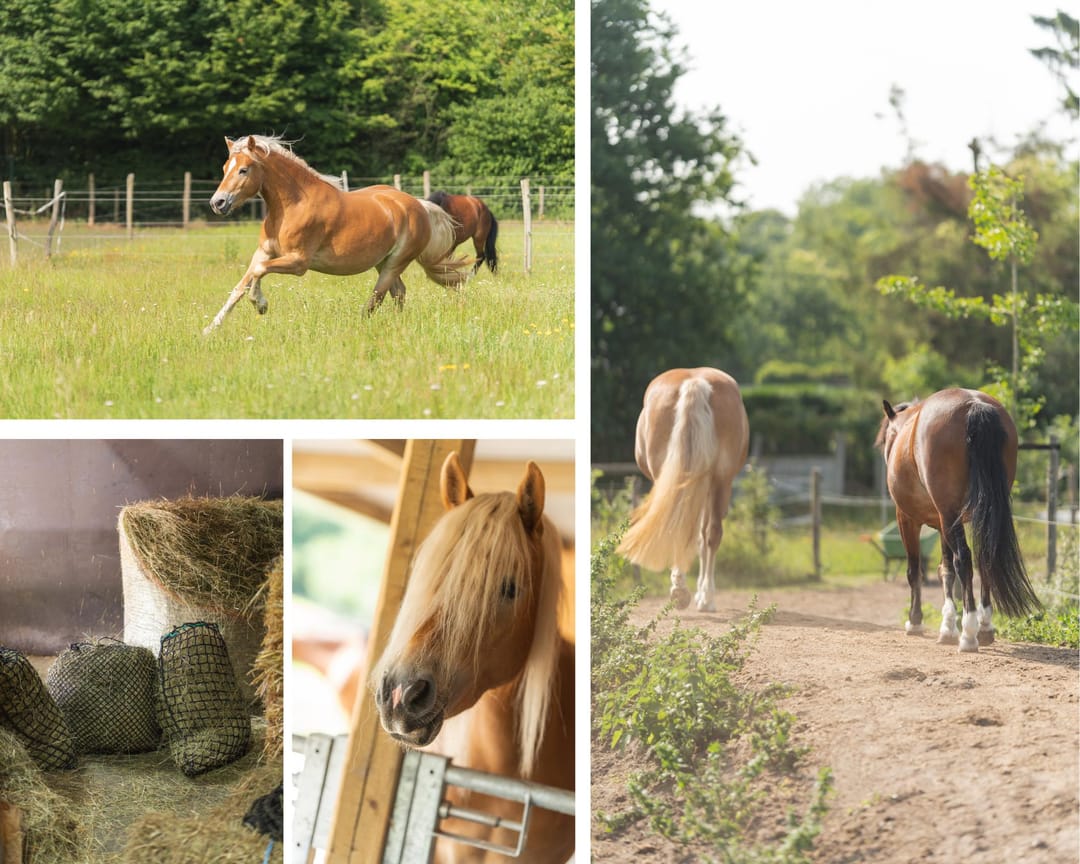 Photo 53 of Julianastraat 81