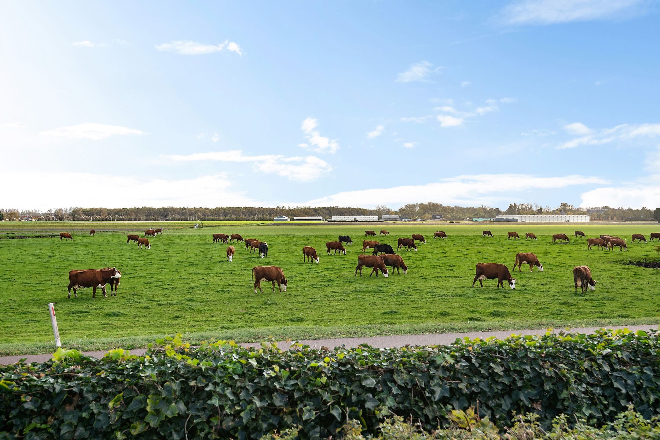 Foto 3 van Kapelleboslaan 41-379