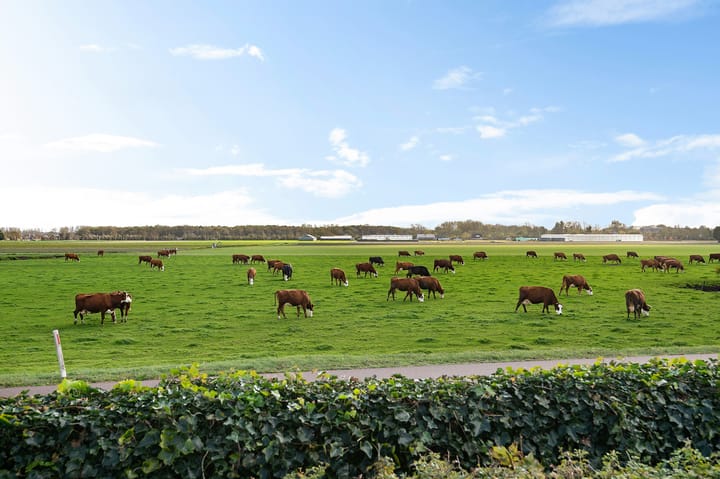 Foto 3 van Kapelleboslaan 41-379