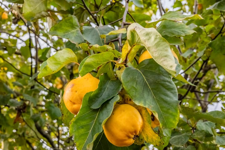 Foto 12 van Azarooldoorn 12