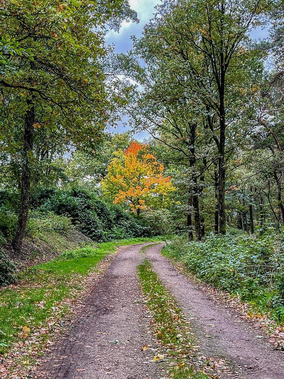 Photo 41 of van Rijckevorsellaan 8