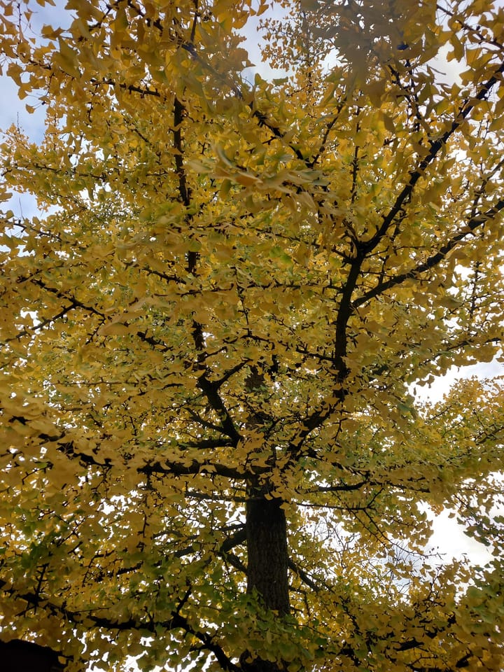 Foto 18 van Goedroenstraat 7