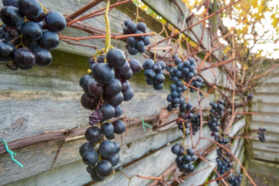 Foto 37 van Dorsvloer 62