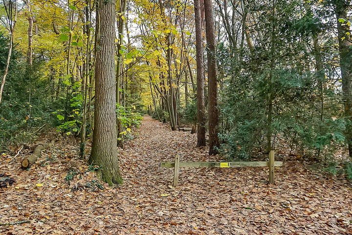 Photo 100 of Torenlaan 6