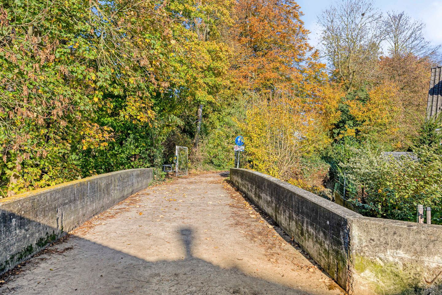 Foto 55 van IJsvogel 65