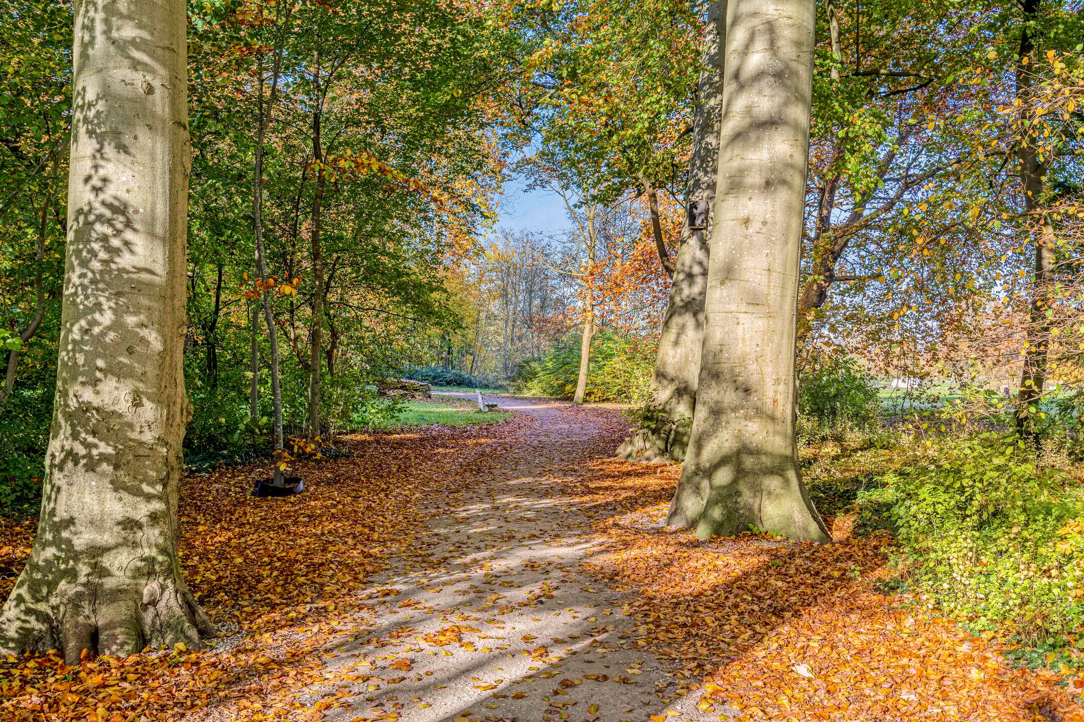 Foto 57 van IJsvogel 65