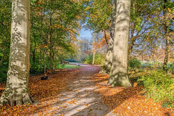 Foto 57 van IJsvogel 65