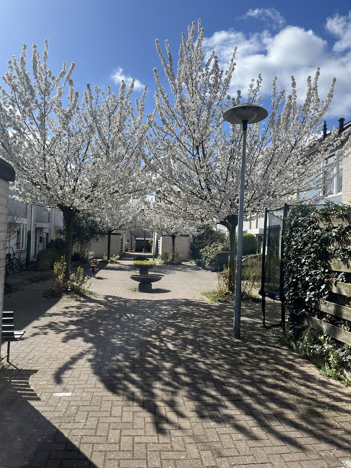 Foto 29 van Brasemstraat 10