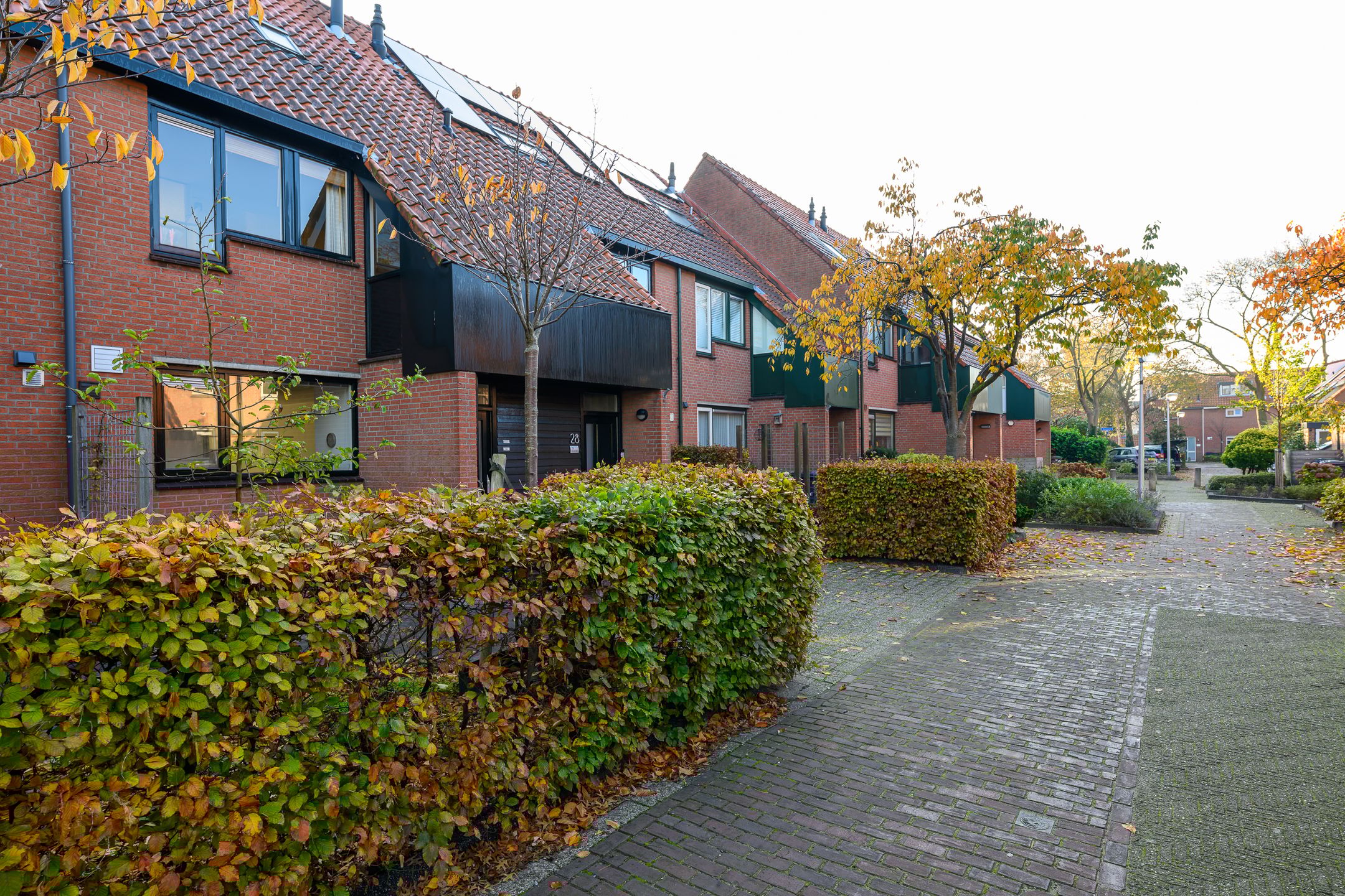 Photo 30 of Paardenbloem 30