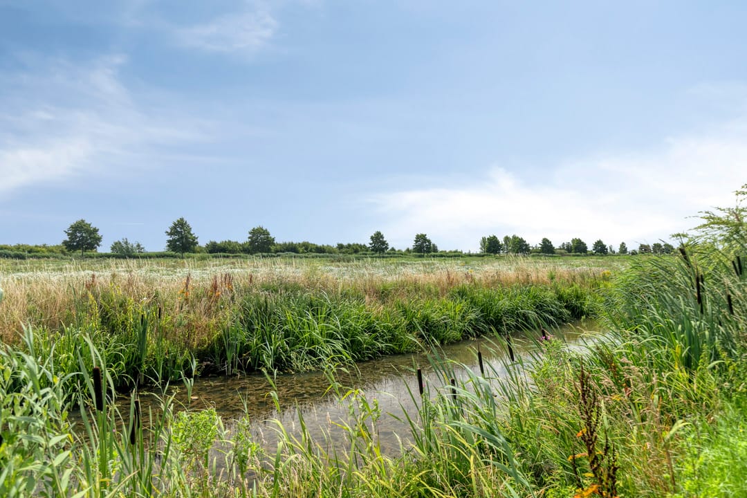 Foto 43 van Sleutelbloem 25