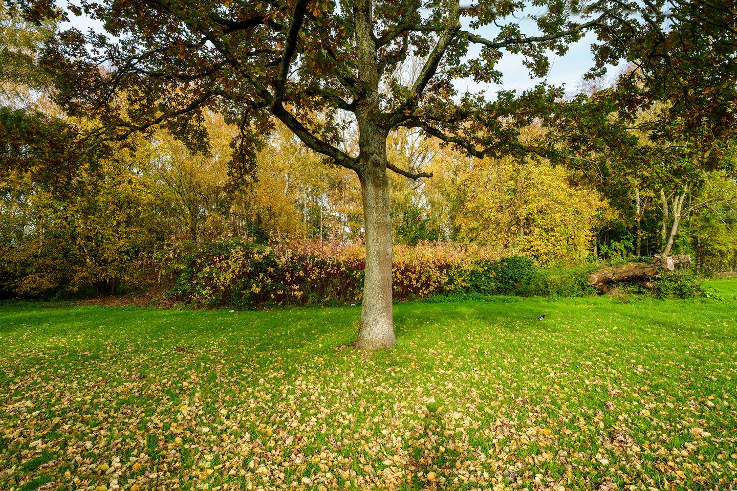 Foto 50 van Boymansweg 17