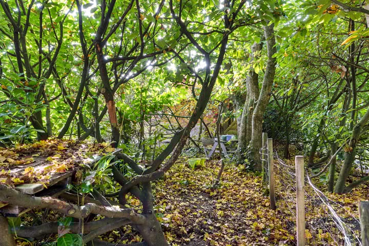 Foto 52 van Boerhoorn 4