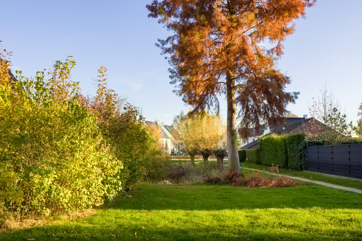 Foto 52 van Vederdistel 1