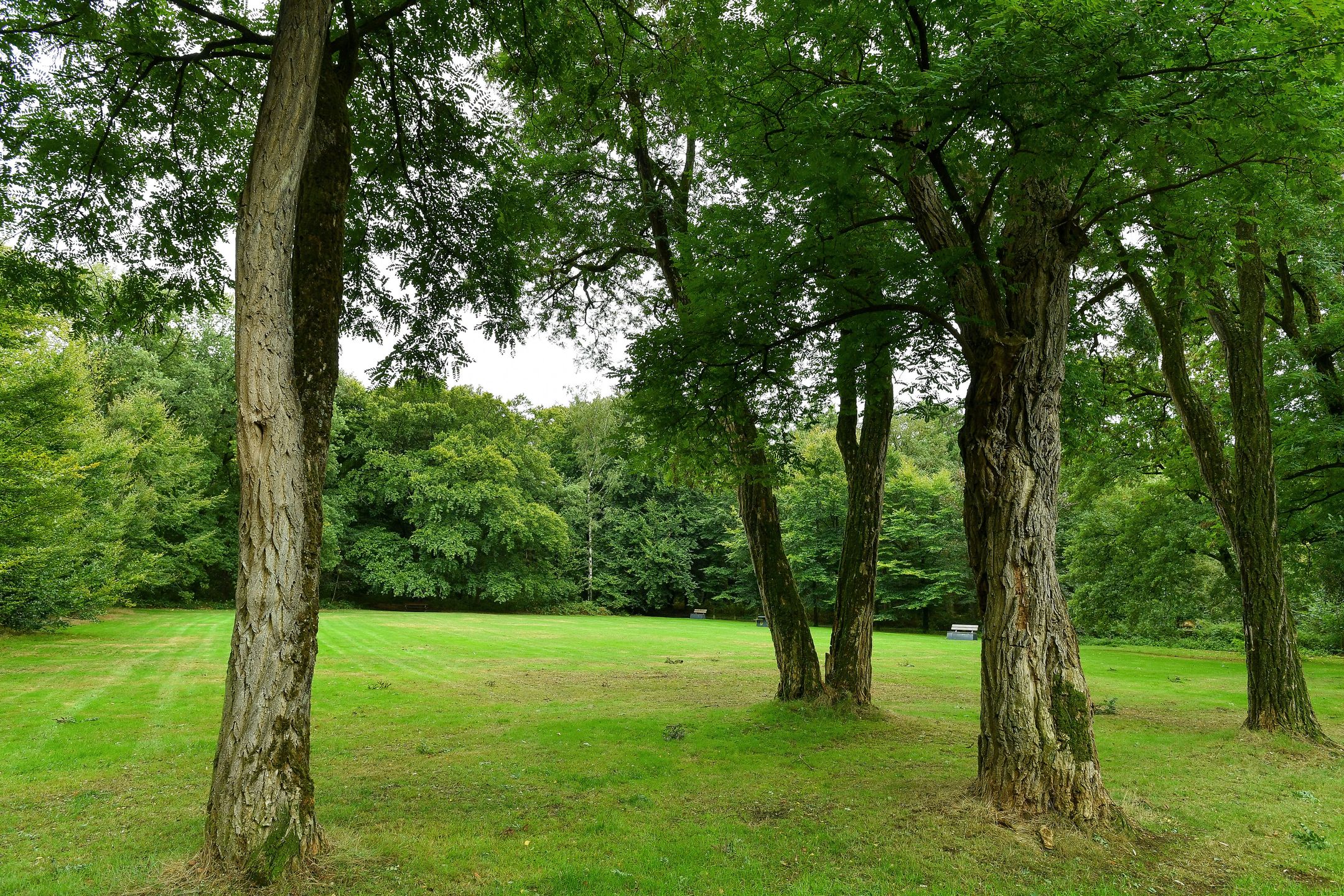 Foto 36 van Kapelleboom 32