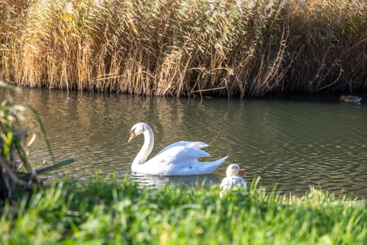 Photo 6 of Kievit 56