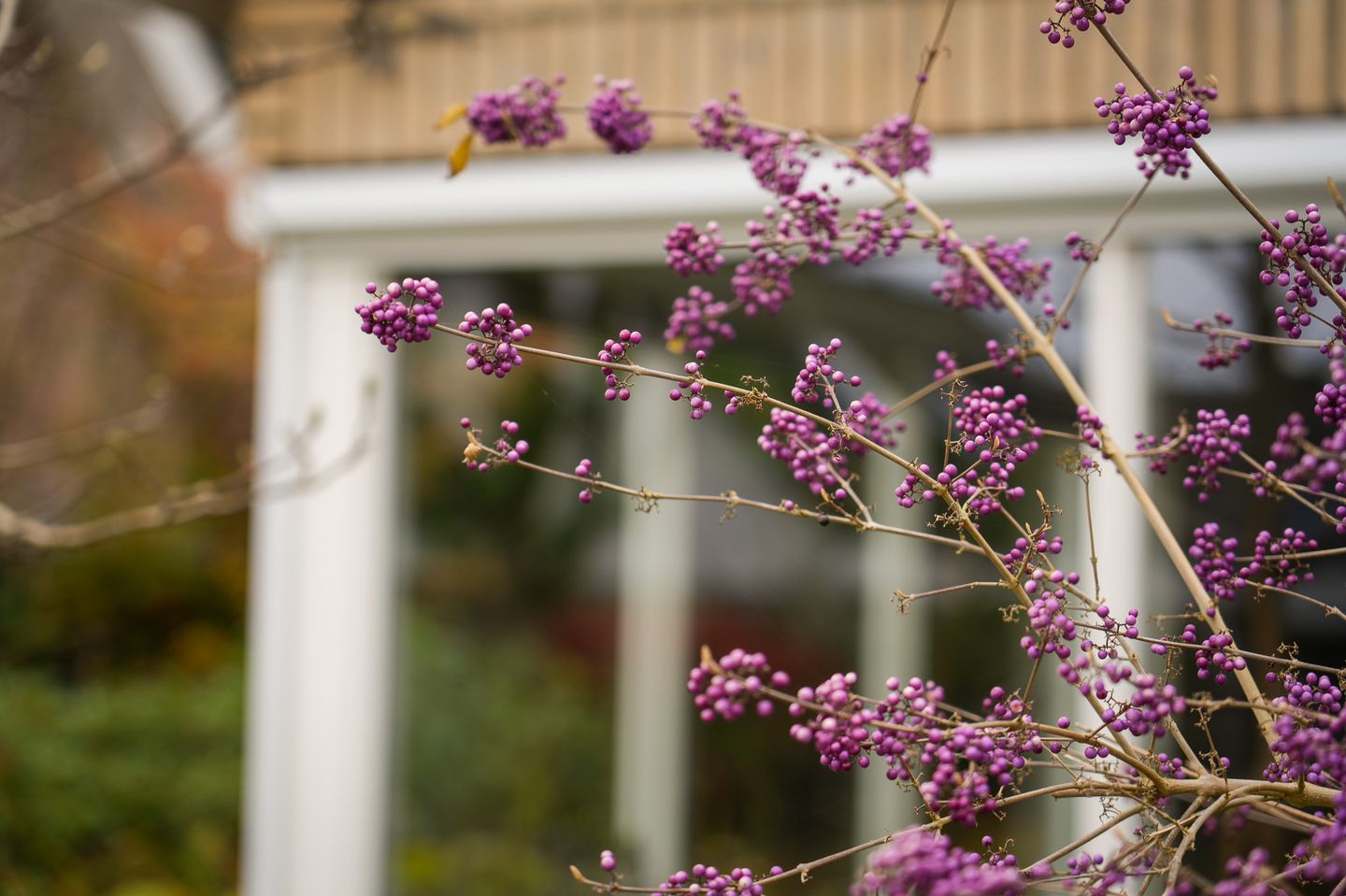 Photo 35 of Veenmos 10