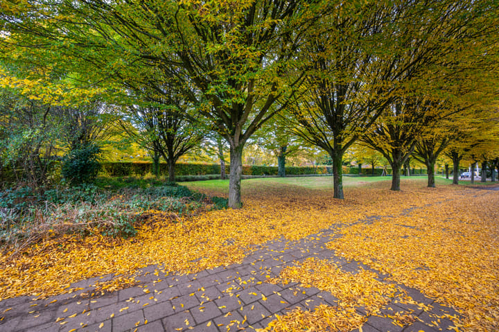 Foto 26 van Tenderlaan 13