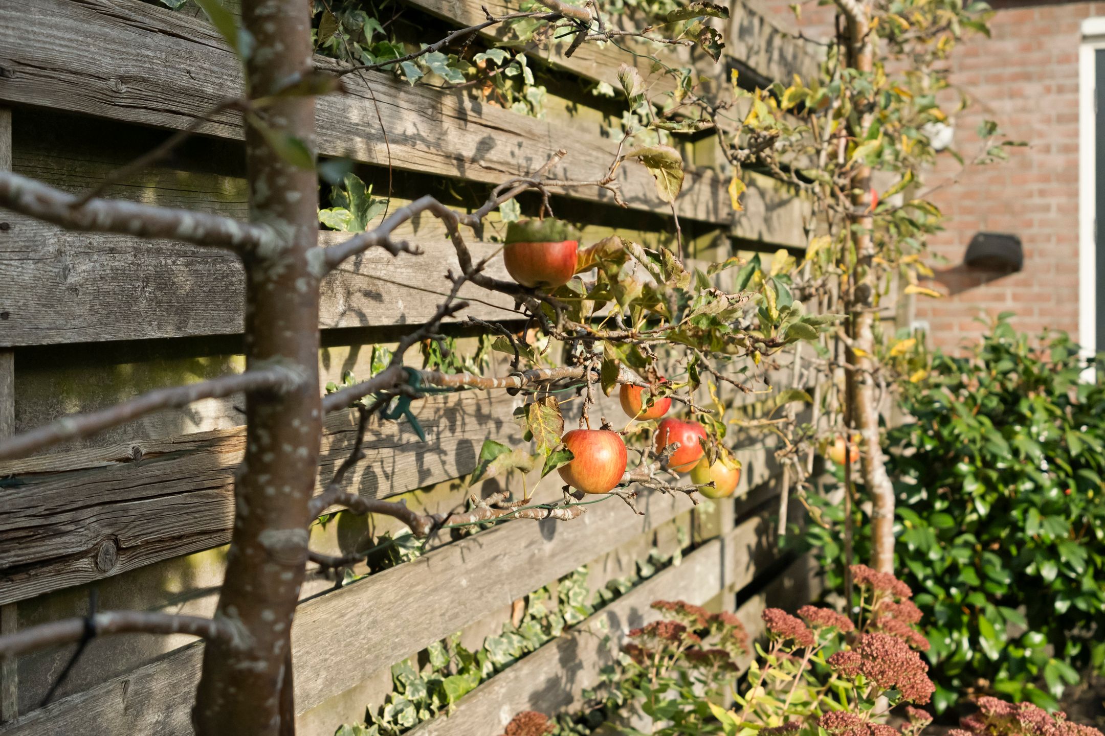 Foto 36 van Wilgenstuk 44