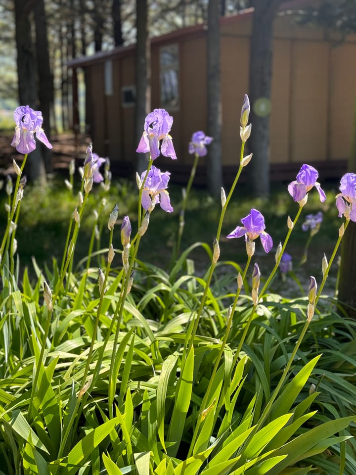 Foto 18 van Alguines