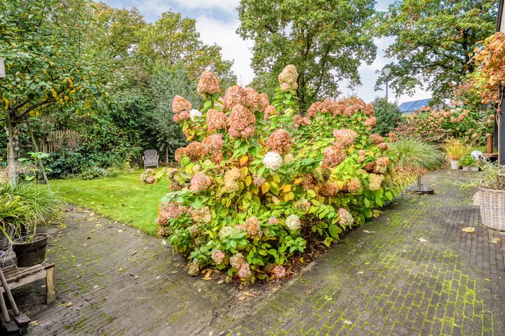 Photo 53 of Trechterbeker 29