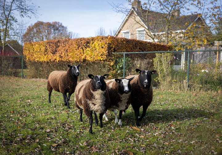 Foto 43 van Leliestraat 9