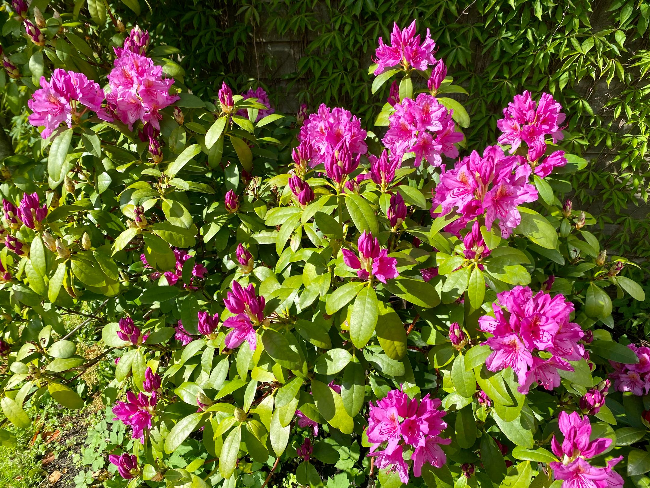 Foto 39 van Van Riebeecklaan 50