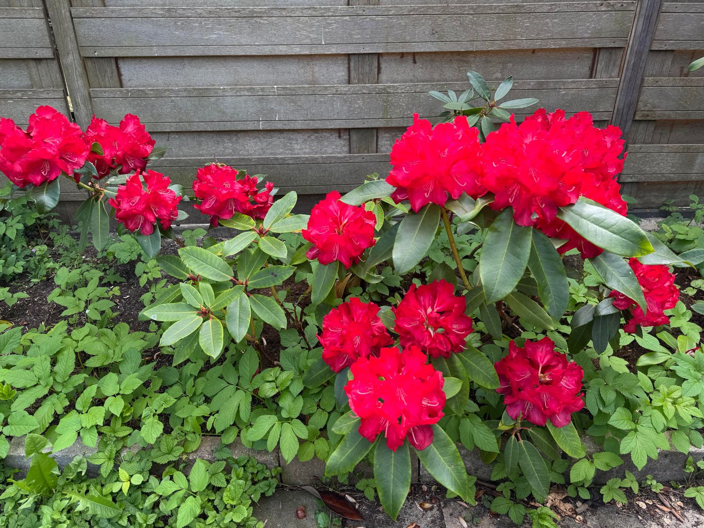 Foto 40 van Van Riebeecklaan 50