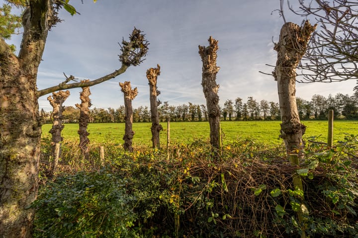 Photo 37 of Prins Willem Alexanderln 48