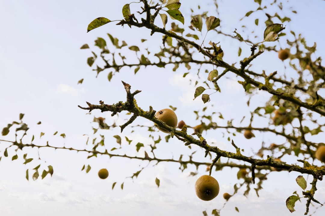 Foto 73 van Hardermaat 12