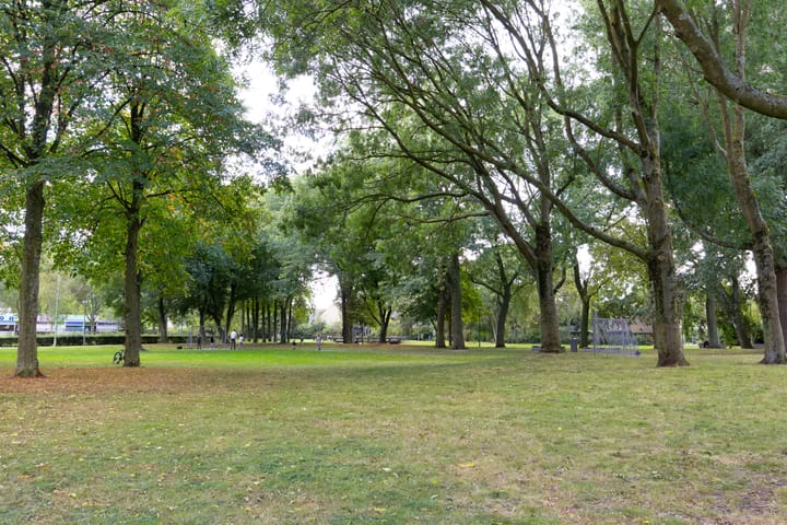 Photo 32 of Geelkruid 53