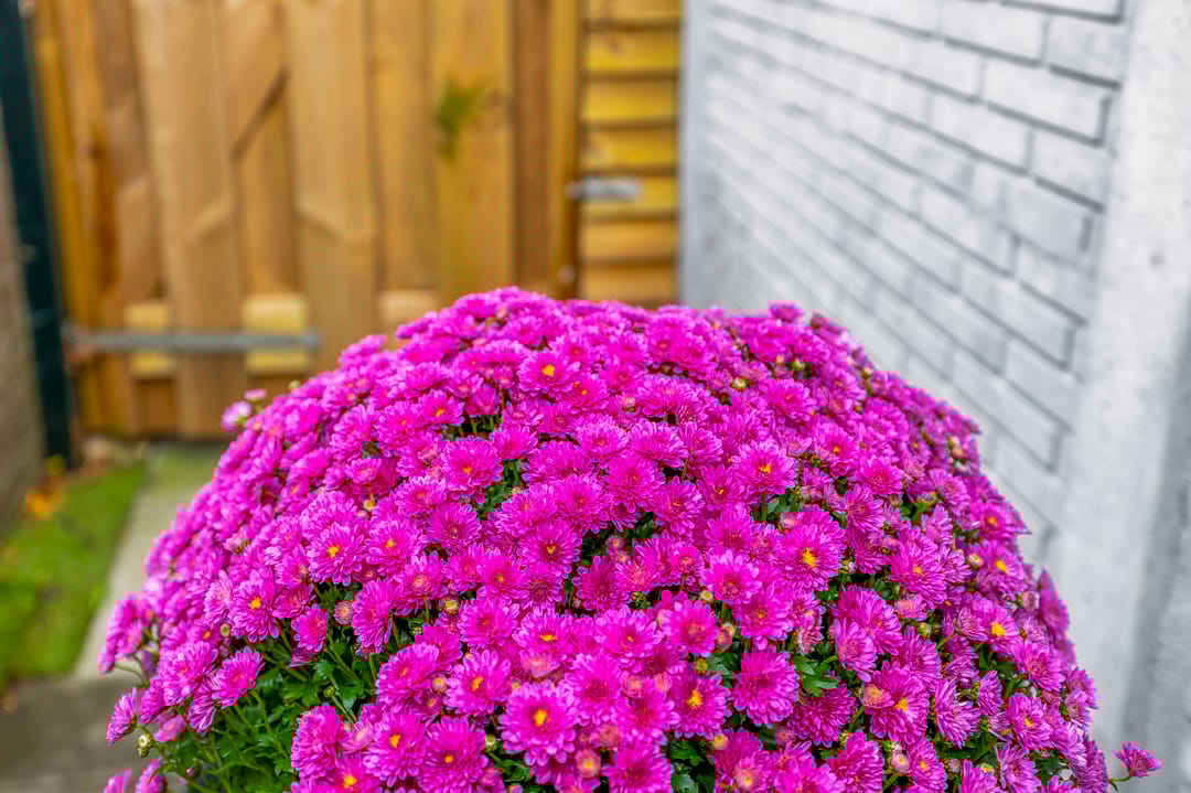 Foto 23 van Prins Bernhardstraat 20