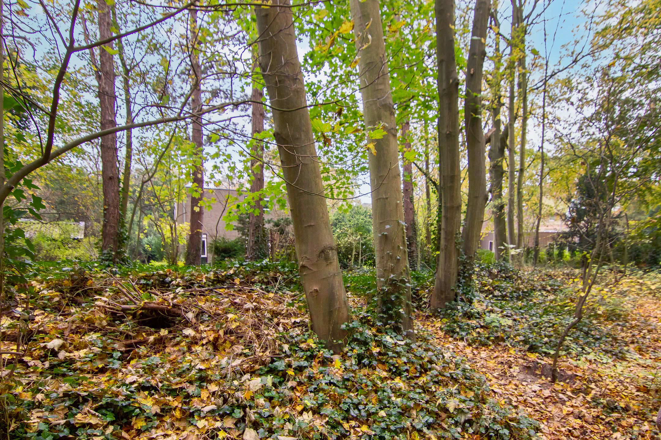 Photo 48 of Pinèllaan 11