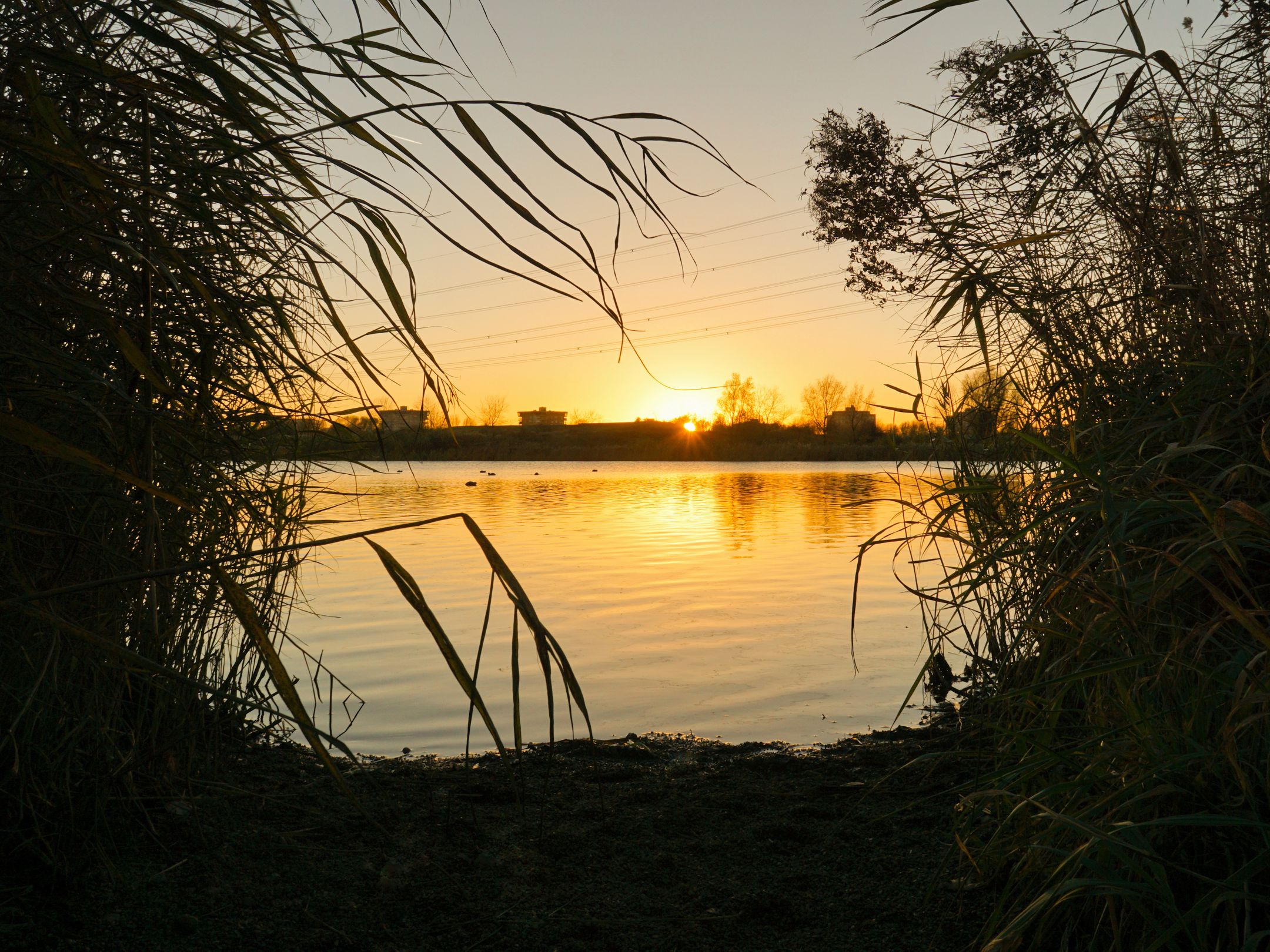 Foto 63 van Oeverzeggestraat 36