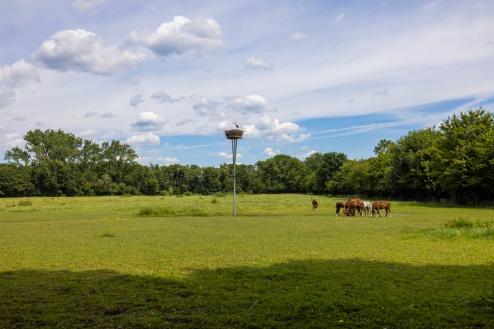 Foto 79 van Stenendijk 8